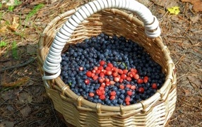 Большая корзина с ягодами черники в лесу