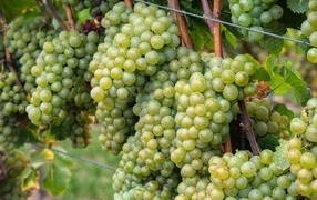 Large bunches of white grapes on the vine