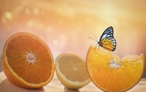 Большие оранжевые апельсины и лимон с бабочкой