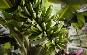 Many small green bananas on a branch