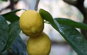Два желтых лимона на ветке в листьях
