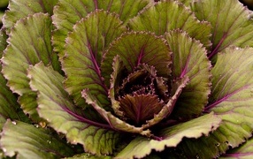 large cabbage leaves