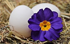 Two white eggs with a flower for Easter