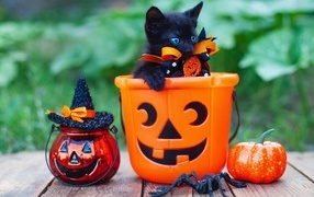 Black kitten with Halloween decor