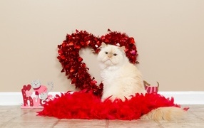Purebred cat on the background of a red heart for Valentine's Day