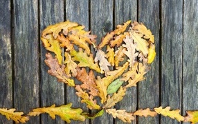 Сердце из опавших листьев дуба