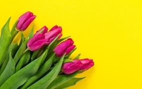 Bouquet of pink tulips on a yellow background