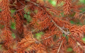 Dry yellow spruce branch