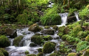 Large moss-covered stones in a forest stream