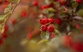 Красные ягоды боярышника на ветке дерева