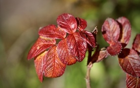 Красные листья садовой розы