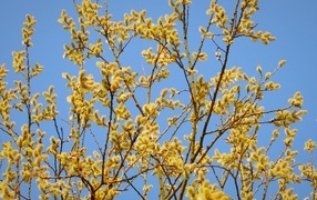 Yellow willow branches against the blue sky