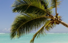 Big green palm leaves by the ocean
