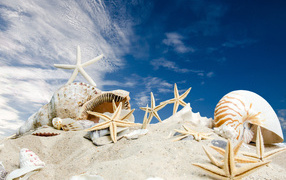 Shells and starfish on sand under blue sky