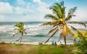 Tall palm trees on a tropical shore by the ocean