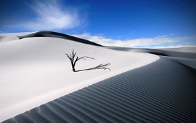 Dry tree in the desert under blue sky