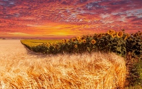 Field of wheat and sunflowers under a beautiful sky at sunset