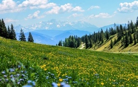 Glade with yellow flowers in green grass in the mountains