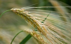 Большой колос пшеницы крупным планом