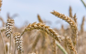 Large ripe ears of wheat on the field