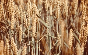 Ripe ears of wheat on the field close-up