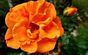 Красивая роза апельсинового цвета