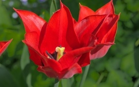 Bright red tulips in a flowerbed
