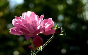 Garden pink rose in the sun