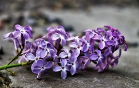 Lilac flower on gray asphalt