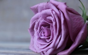 Lilac rose flower close up