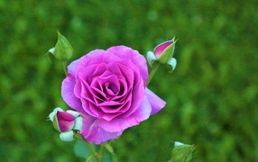 Lilac rose with buds on a flowerbed