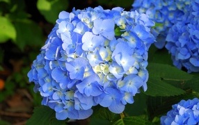 Пышные синие цветы гортензии