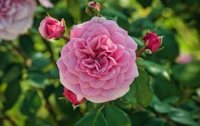 Пышная розовая роза с бутонами