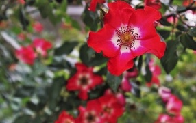 Много красных цветов розы на клумбе