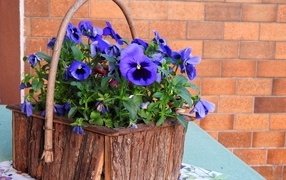 Pansy flowers in a decorative basket