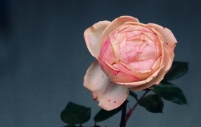 Розовый распускающийся цветок розы на сером фоне
