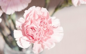 Pink carnation flower in a bouquet closeup