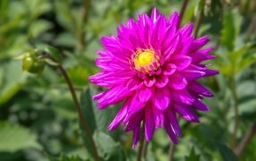 Pink dahlia with buds on a flowerbed in the sun