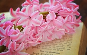 Pink hyacinth flower lies on a book