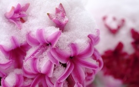Pink hyacinth flowers in the snow