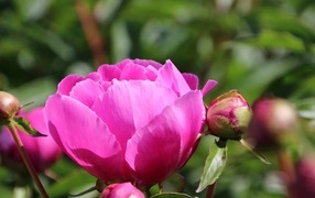 Pink peonies with buds on a flowerbed