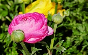 Розовый цветок лютика с бутонами