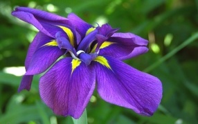 Purple iris flower close up