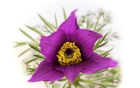 Purple lumbago flower on white background