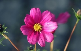 Маленький розовый цветок георгина крупным планом