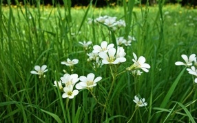 Маленькие белые цветы крестовик в зеленой траве