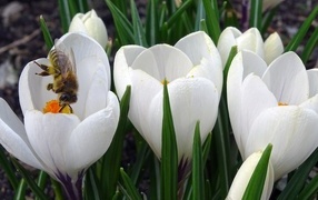 Маленькие белые весенние крокусы опыляет пчела