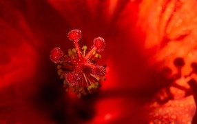 Stamen of a red hibiscus flower
