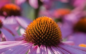 The middle of a pink echinacea flower