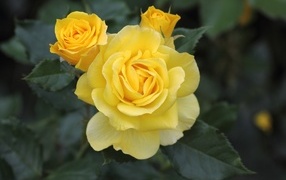 Three blooming roses in a flowerbed